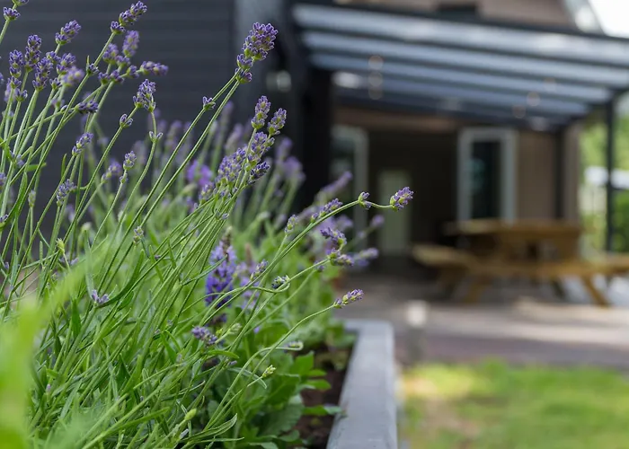 Boshuys 20 Personen Met Jacuzzi En Sauna * Wekerom